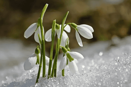 ilk cemre ne zaman düşecek, cemre nedir, cemre düştü mü, ilk cemre ne zaman düşer 2026, cemre tarihleri