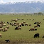 Hayvancılığa Destek Projesi Hayvancılığa Destek Projesine nasıl başvurulur Tarım ve Orman Bakanlığı hibe projesi Kırsalda Bereket Hayvancılığa Destek Projesi hayvancılık hibe projesi
