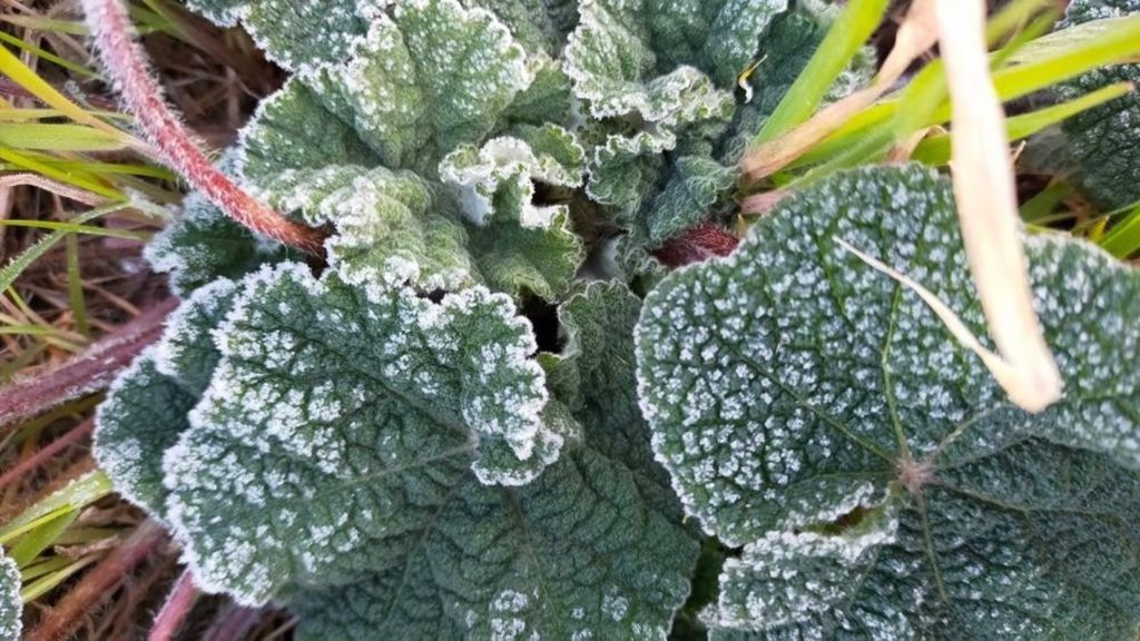 muğla don uyarısı Meteoroloji don uyarısı Meteoroloji 4. Bölge Müdürlüğü Muğla hava durumu muğla don