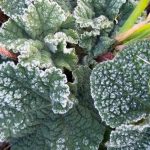 muğla don uyarısı Meteoroloji don uyarısı Meteoroloji 4. Bölge Müdürlüğü Muğla hava durumu muğla don