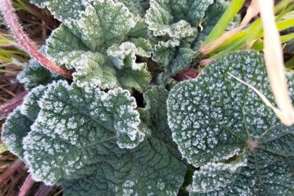 muğla don uyarısı, meteoroloji don uyarısı, muğla don, muğla hava durumu, muğla zirai don