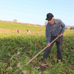 tarımsal destekleme ödemeleri, tarımsal destek ödemeleri t.c. ye göre, mazot gübre desteği ne zaman yatacak, 2025 mart ayı mazot gübre desteği, gübre desteği ne zaman ödenecek
