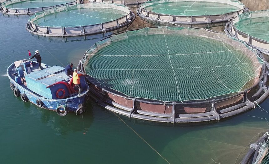 muğla su ürünleri, su ürünleri ihracatı muğla, ege ihracatçı birlikleri, muğla su ürünleri ihracatı, ege ihracatçı birlikleri mart ayı