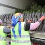 gökova orman fidanlığı, azerbaycana fidan desteği, azerbaycana fidan desteği muğla, muğladan azerbaycana fidan, muğla orman bölge müdürlüğü