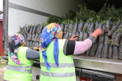 gökova orman fidanlığı, azerbaycana fidan desteği, azerbaycana fidan desteği muğla, muğladan azerbaycana fidan, muğla orman bölge müdürlüğü