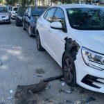 fethiyede domuzlar, fethyede domuzlar otomobili parçaladı, fethyede domuzlar otomobile saldırdı, fethyede merkeze inen domuzlar, fethiye domuz