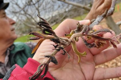 muğla don afeti, muğla il tarım ve orman müdürlüğü, muğla don, muğla ön hasar tespit çalışmaları, muğlada dondan etkilenen çiftçiler