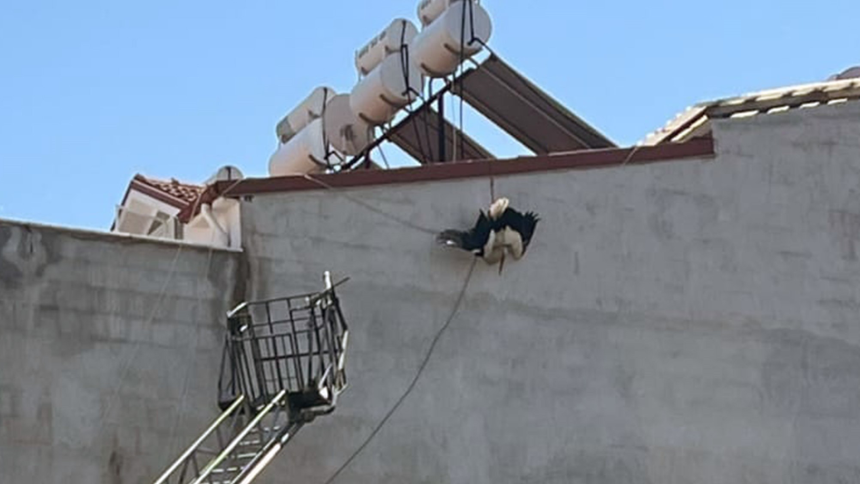 dalamanda leylek, dalamanda kabloya dolanan leylek, kabloya dolanan leylek, dalaman leylek, dalamanda çatı katındaki leylek