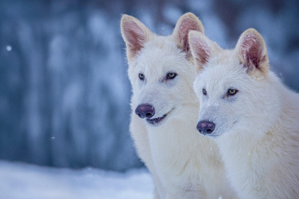 ulu kurt, ulukurt, dire wolf, game of thrones, game of thrones ulu kurt