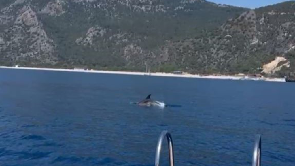fethiye yunus, fethiyede yunus, ölüdenizde yunus, ölüdeniz yunus, kelebekler vadisi yunus