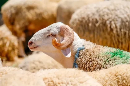 kurban nasıl kesilir, kurban eti nasıl dağıtılır, kurban kesilirken okunan dua, kurban nasil kesilir, kurban bayramı duası