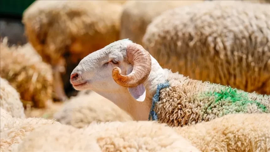 kurban nasıl kesilir, kurban eti nasıl dağıtılır, kurban kesilirken okunan dua, kurban nasil kesilir, kurban bayramı duası