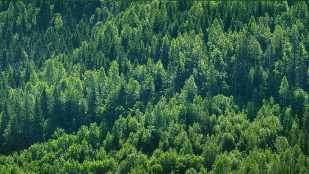 tema vakfı, tema vakfı fethiye, tema vakfı fethiye ilçe sorumluluğu, tema vakfı fethiye 22 mayıs, tema vakfı 22 mayıs