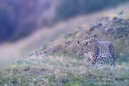 anadolu parsı, anadolu parsı nerede yaşar, anadolu parsı türkiye'de nerede yaşar, anadolu parsı nesli tükendi mi, anadolu parsı özellikleri