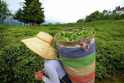 çaykur kura listesi 2025, çaykur kura çekimi, çaykur kura sonuçları, çaykur nihai liste, çaykur işçi alımı kura çekimi