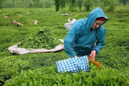 çaykur nihai liste 2025 çaykur nihai liste çaykur işçi alımı çaykur kura listesi işkur