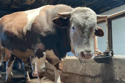 kurban bayramı, kurban bayramı 2026, kurban bayramı ne zaman, kurban bayramı ne zaman 2026, 2026 kurban bayramı