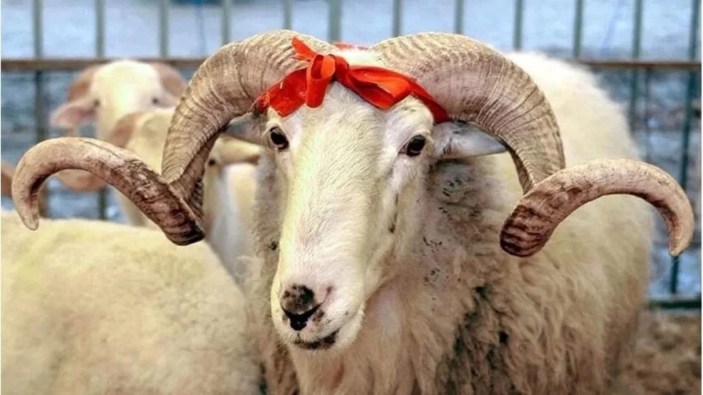kurban nasıl kesilir, kurban eti nasıl dağıtılır, kurban kesilirken okunan dua, kurban nasil kesilir, kurban bayramı duası
