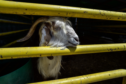 kurban nasıl kesilir, kurban eti nasıl dağıtılır, kurban kesilirken okunan dua, kurban nasil kesilir, kurban bayramı duası