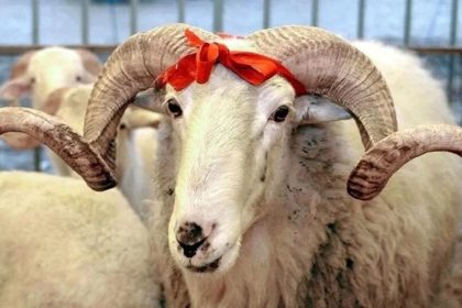 kurban eti nasıl saklanır, kurban eti nasıl pişirilir, kurban eti yıkanır mı, kurban eti ne kadar dinlendirilir, kurban eti