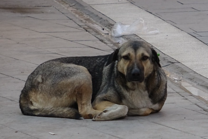 sokak hayvanları yasası, aym kararı, anayasa mahkemesi, sokak hayvanları, hayvanları koruma kanunu