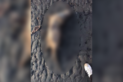 muğla ula ölü su samuru