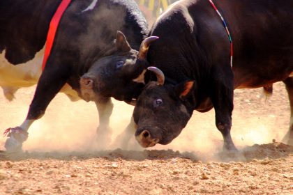 muğla boğa güreşi, boğa güreşi, arzu ayyıldız, muğlada düzenlenen boğa güreşleri, muğlada boğa güreşleri