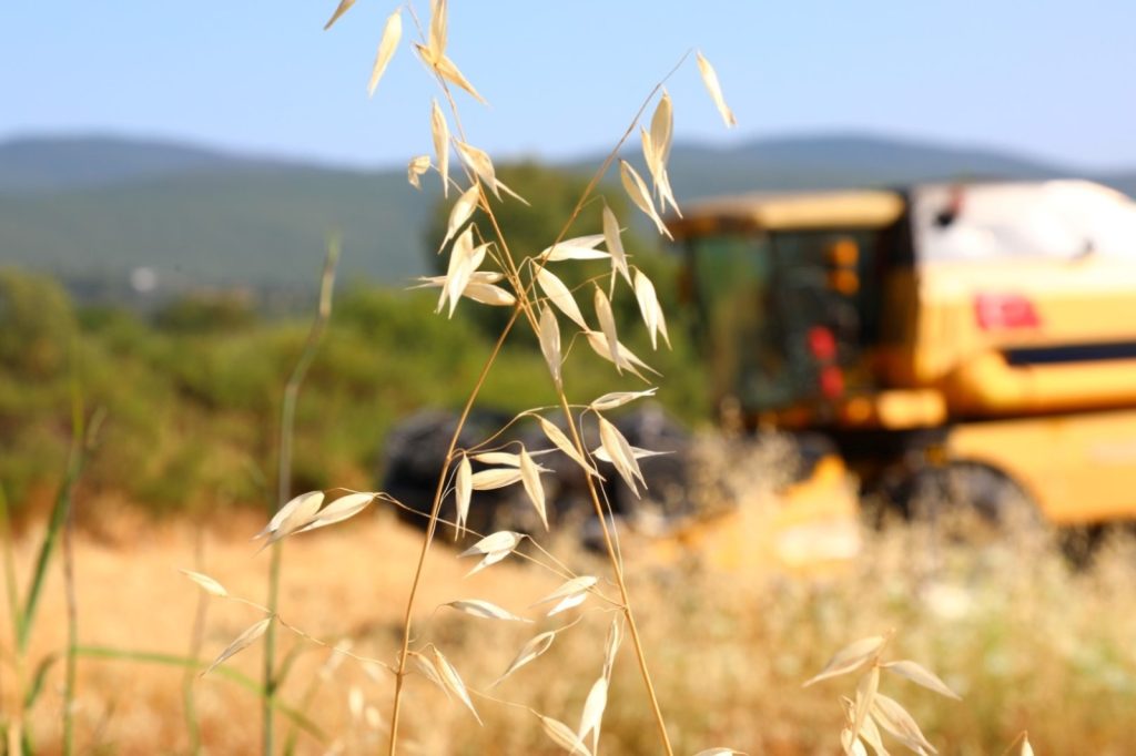 bodrum karakılçık buğday, karakılçık buğday, karakılçık buğday hasadı, bodrum karakılçık buğday hasadı, bodrum belediyesi 