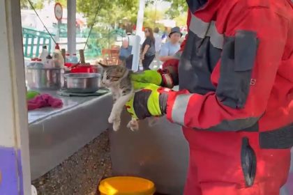 fethiye kedi, fethiyede otomobile sıkışan yavru kedi, fethiye, fethiye yavru kedi, otomobile sıkışan yavru kedi