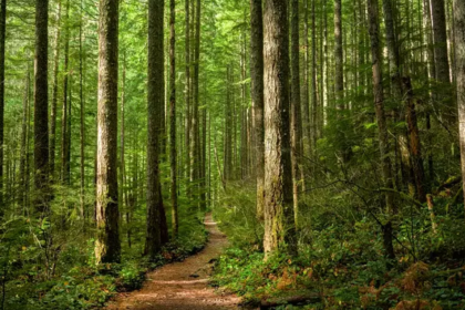 ormana girişin yasak olduğu iller, orman girişleri, hangi illerde ormana giriş yasak, orman giriş tarihleri, hangi tarihlerde ormana girmek yasak
