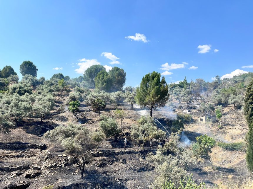 menteşe yangın, menteşe belediye başkanı, gonca köksal, menteşe zeytinlik, menteşe zeytinlik alan