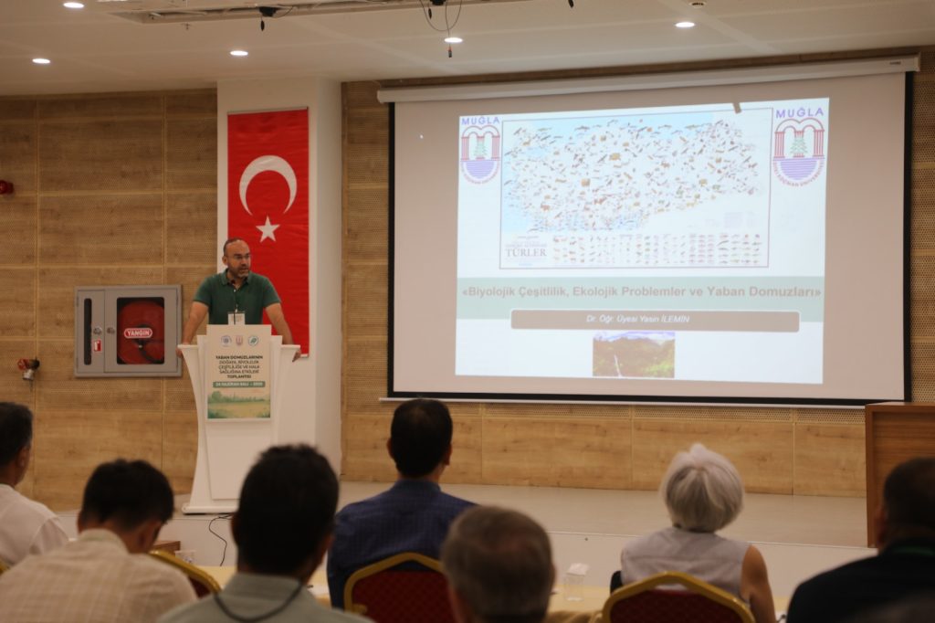 muğla yaban domuzları, yaban domuzları, yaban domuzu, muğla yaban domuzu, muğlada domuzlar