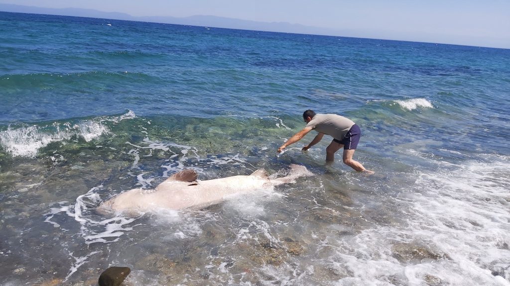 gökova köpek balığı muğla köpek balığı Hakan Kabasakal mert gökalp