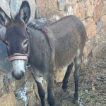 datça, datça yaban eşekleri, datça kent konseyi, datça belediyesi yaban eşekleri, yaban eşekleri