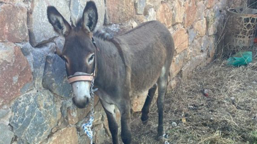 datça, datça yaban eşekleri, datça kent konseyi, datça belediyesi yaban eşekleri, yaban eşekleri