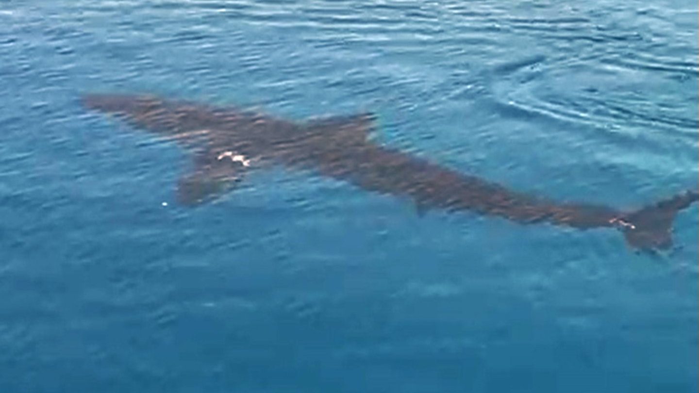 gökova köpek balığı muğla köpek balığı Hakan Kabasakal mert gökalp