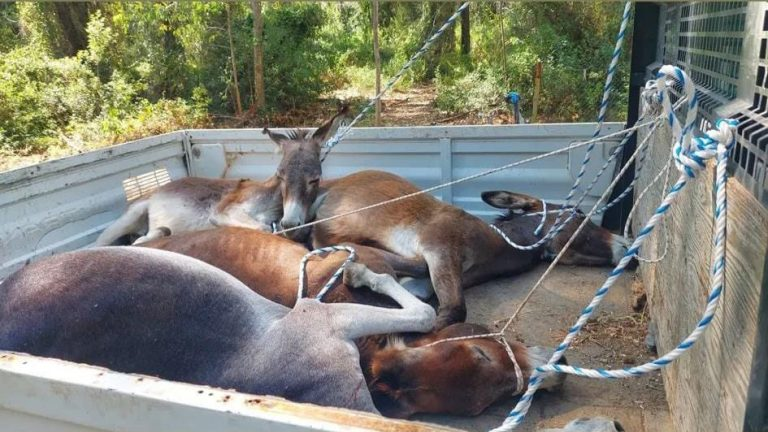 datça, datça yaban eşekleri, datça kent konseyi, datça belediyesi yaban eşekleri, yaban eşekleri