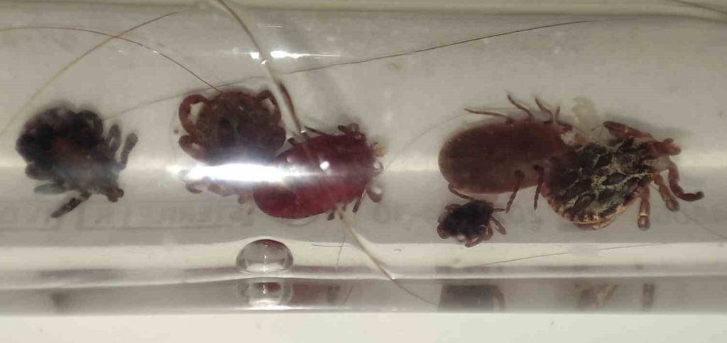 kene vakaları, kene belirtileri, kene nasıl çıkartılır, keneden korunma, kene ısırma belirtileri
