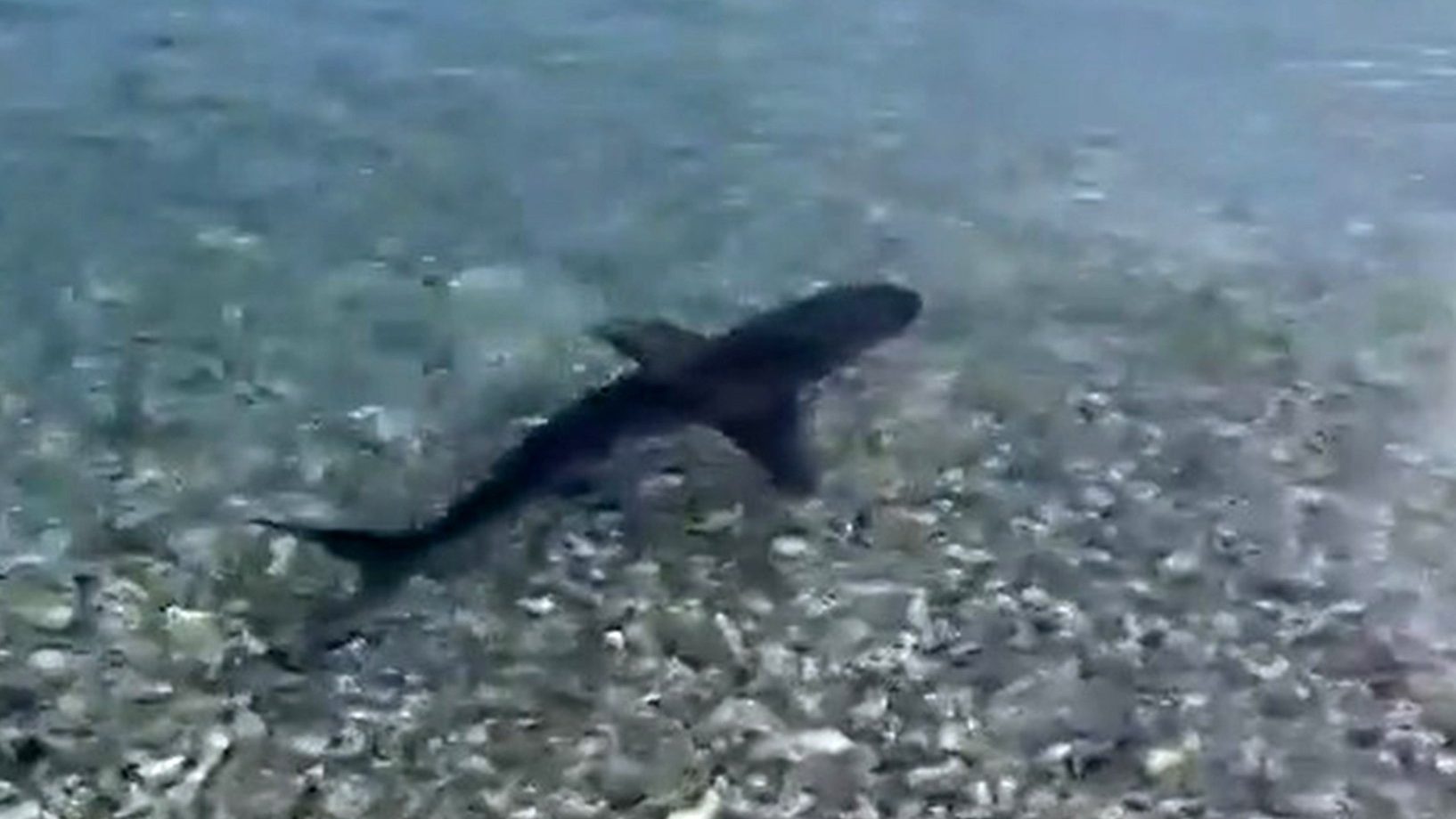 gökova köpek balığı muğla köpek balığı Hakan Kabasakal mert gökalp