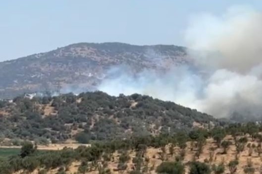 milas, milas meşelik, milas yangın, milas ziraat alanında yangın, milas ziraat alanı