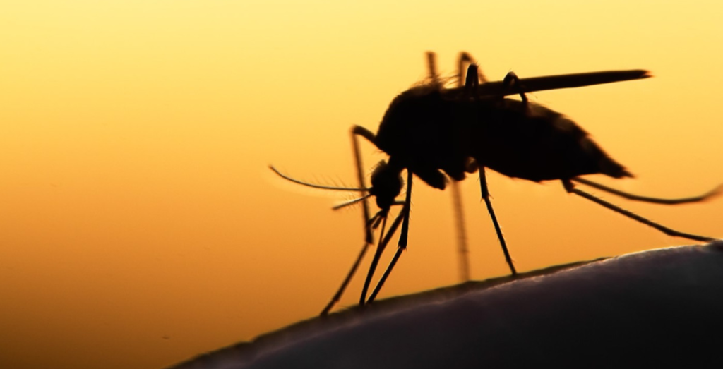chikungunya virus, chikungunya virüsü, chikungunya hastalığı, chikungunya sağlık sorunu, chikungunya virüsü nedir