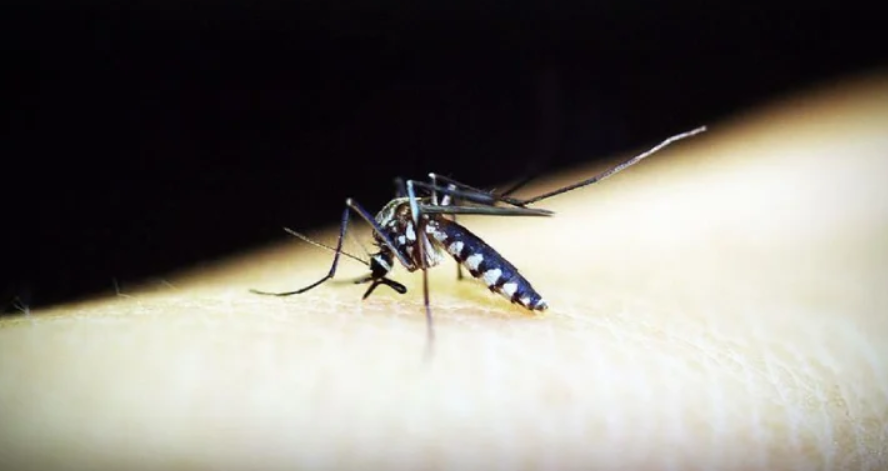 chikungunya virus, chikungunya virüsü, chikungunya hastalığı, chikungunya sağlık sorunu, chikungunya virüsü nedir