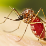 chikungunya virus, chikungunya virüsü, chikungunya hastalığı, chikungunya sağlık sorunu, chikungunya virüsü nedir