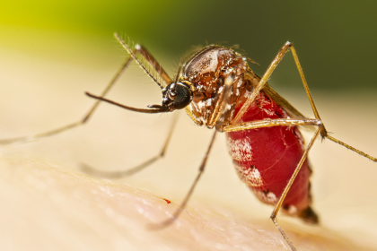 chikungunya virus, chikungunya virüsü, chikungunya hastalığı, chikungunya sağlık sorunu, chikungunya virüsü nedir