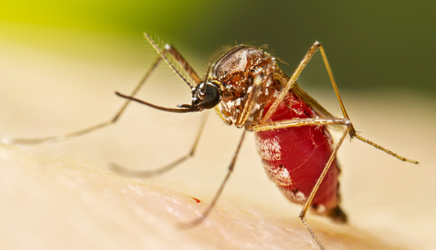 chikungunya virus, chikungunya virüsü, chikungunya hastalığı, chikungunya sağlık sorunu, chikungunya virüsü nedir
