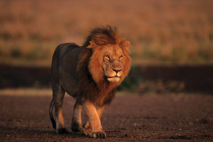 antalyada aslan kaçtı, hayvanat bahçesinden kaçan aslan, aslan saldırısı, antalya hayvanat bahçesi, manavgat hayvanat bahçesi