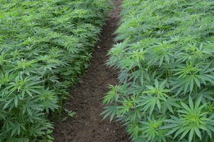 tıbbi kenevir, tıbbı kenevir nedir, tıbbi kenevir nasıl kullanılır, tıbbi kenevir meclis, kenevir nedir