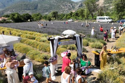 fethiye lavanta, fethiye lavanta bahçesi, fethiye belediyesi lavanta bahçesi, fethiye belediyesi lavanta, fethiye belediyesi lavanta hasadı