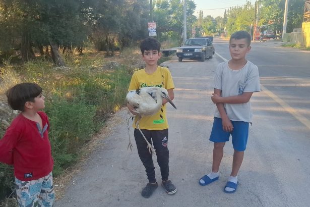 seydikemer güneşli leylek seydikemer leylek kurtarıldı seydikemer belediyesi