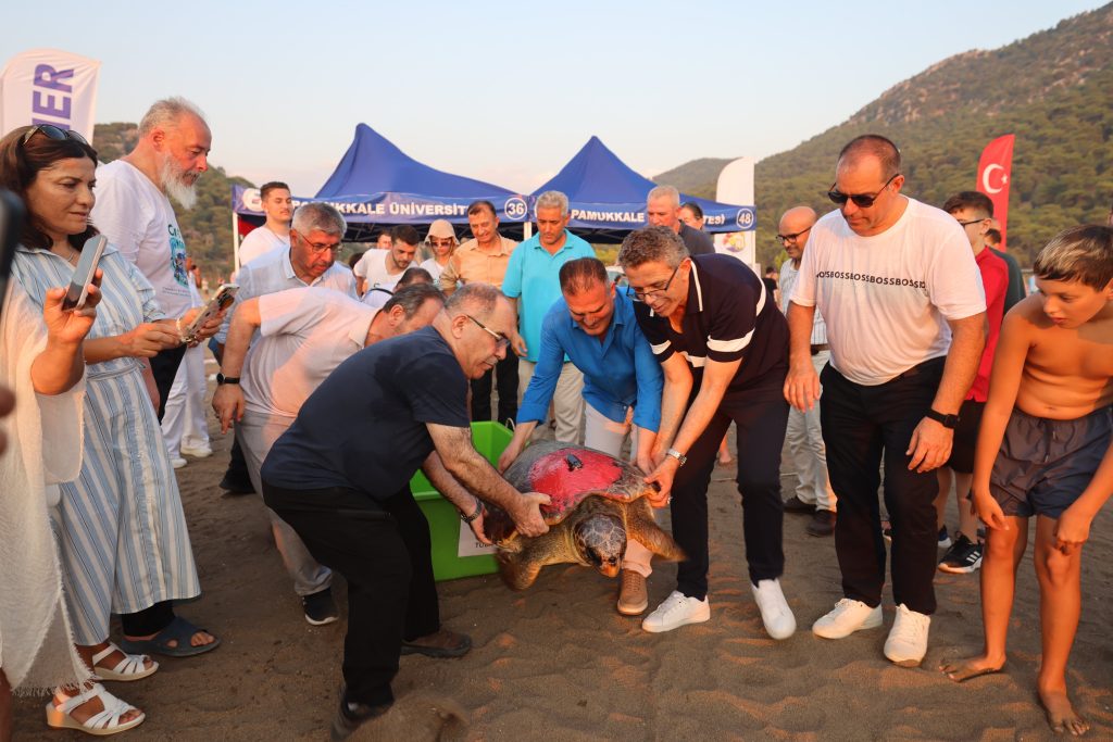 caretta caretta tuba deniz kampumbağası  dekamer